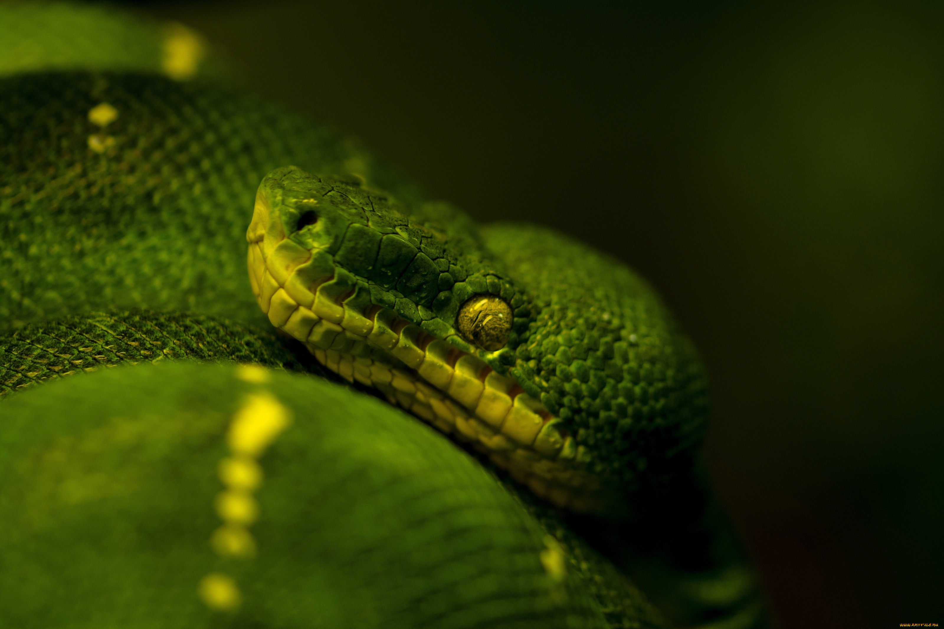 Змея на заставку телефона. Змея зелённый питон. Змея питон зеленый. Питон темно зеленый. Питон черно зеленый.